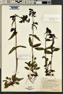 Penstemon whippleanus image