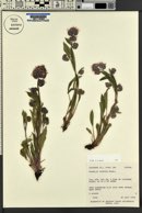 Phacelia hastata image