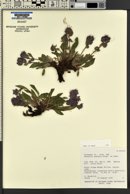 Phacelia hastata image