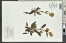 Phacelia heterophylla image