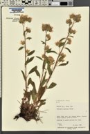 Phacelia heterophylla image