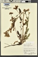 Phacelia heterophylla image