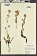 Phacelia heterophylla image