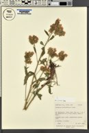 Phacelia heterophylla image