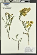 Astragalus oophorus image