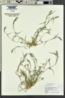 Crypsis schoenoides image