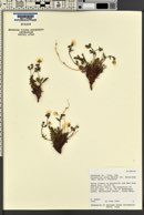 Potentilla ovina image