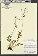 Potentilla ovina var. decurrens image