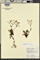 Potentilla ovina var. decurrens image