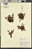 Potentilla ovina var. decurrens image