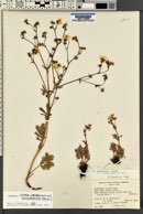 Potentilla ovina var. decurrens image