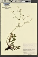 Potentilla ovina image