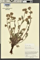 Phacelia heterophylla image