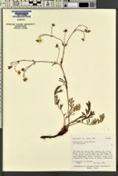 Potentilla ovina var. decurrens image