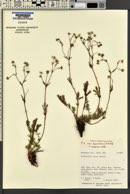 Potentilla ovina var. decurrens image