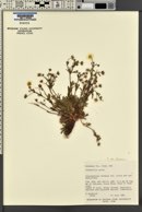 Potentilla ovina image