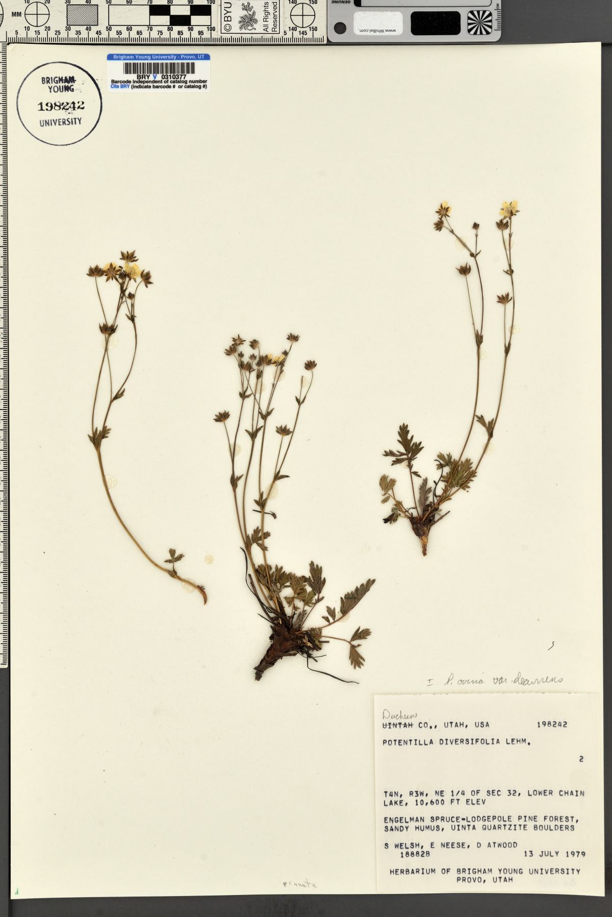 Potentilla ovina var. decurrens image