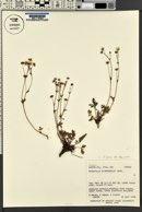 Potentilla ovina image