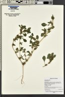 Amaranthus albus image