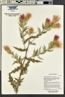 Cirsium arizonicum image