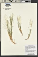 Muhlenbergia minutissima image