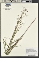 Mirabilis linearis image