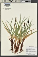 Carex nebrascensis image