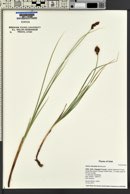 Carex simulata image