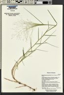 Muhlenbergia asperifolia image