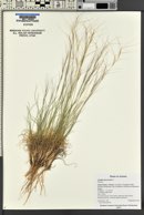 Aristida adscensionis image