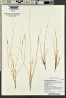 Muhlenbergia pauciflora image