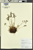 Poa alpina image