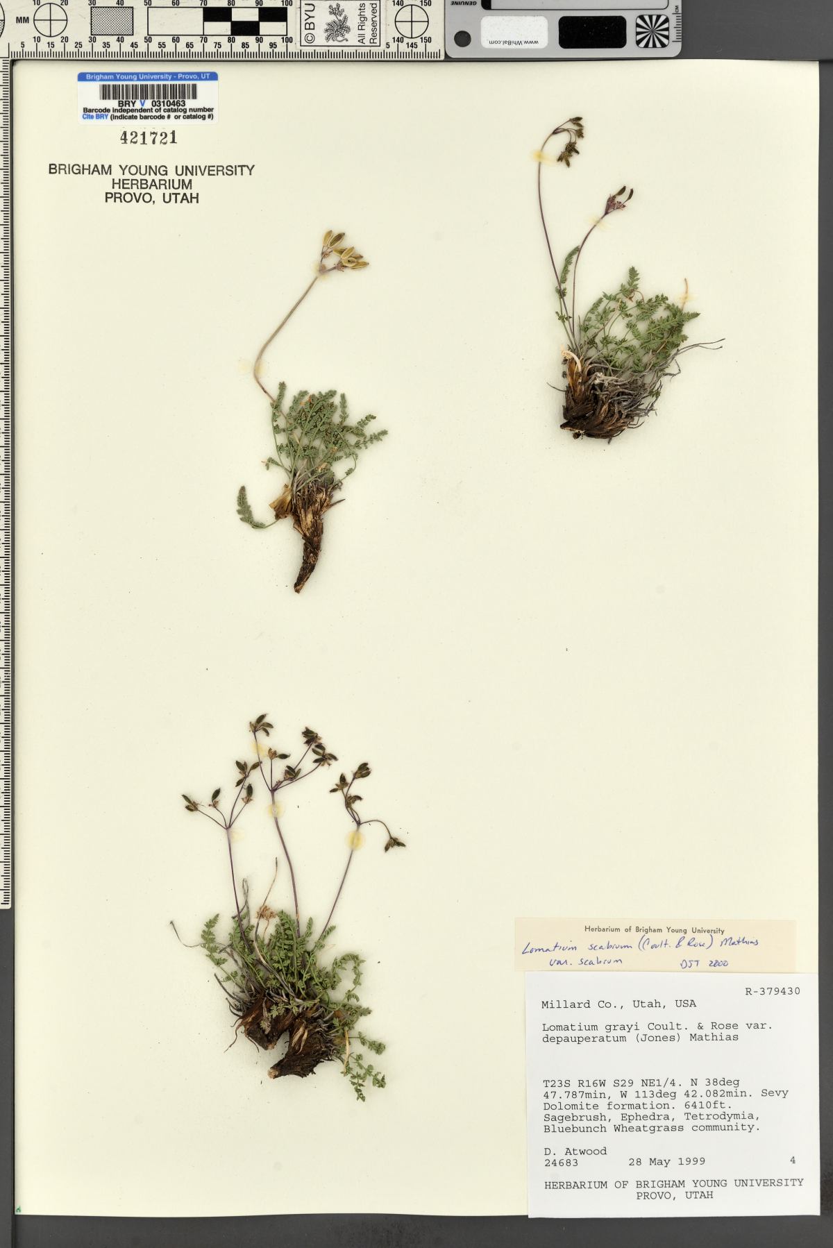 Lomatium scabrum var. scabrum image