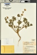 Lupinus densiflorus image