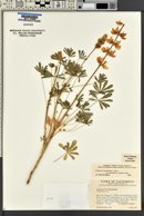 Lupinus densiflorus image