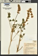 Lupinus subvexus image