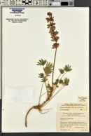 Lupinus subvexus image