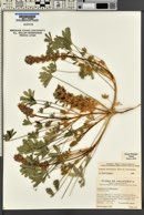 Lupinus subvexus var. subvexus image