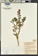 Lupinus densiflorus image