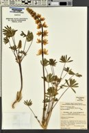 Lupinus densiflorus image