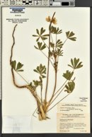 Lupinus densiflorus image