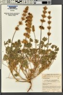 Lupinus subvexus image