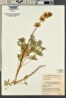 Lupinus subvexus image