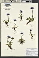 Erigeron simplex image