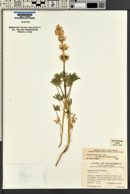 Lupinus densiflorus image