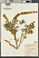 Lupinus densiflorus image