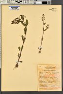 Veronica anagallis-aquatica image