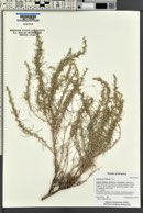 Artemisia filifolia image