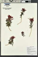 Castilleja chromosa image