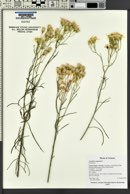 Artemisia campestris image